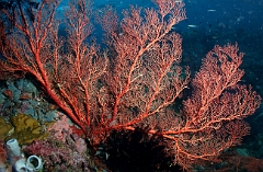 Raja Ampat 2016 - Corail - Gorgone - IMG_4469_rc